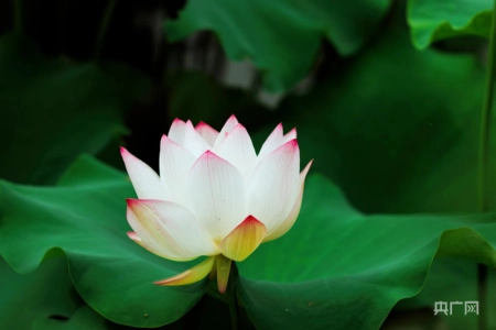 湖湘画卷｜衡东：共赴一场清荷飘香的夏日之约